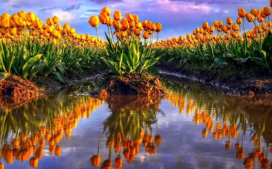 Incredibly beautiful wallpaper of beautiful yellow and orange flowers 