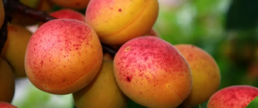 Download a very beautiful photo of ripe and red apricots in excellent quality 