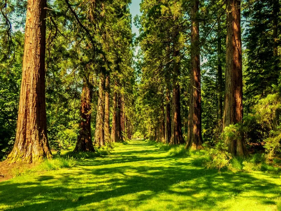 The most famous green summer nature image for use on social networks