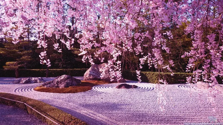 Amazing and interesting background of peach tree in full bloom