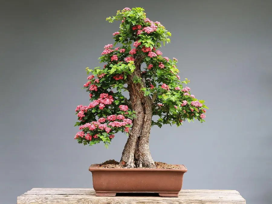  Beautiful wallpaper of a bonsai tree with stunning elegance 