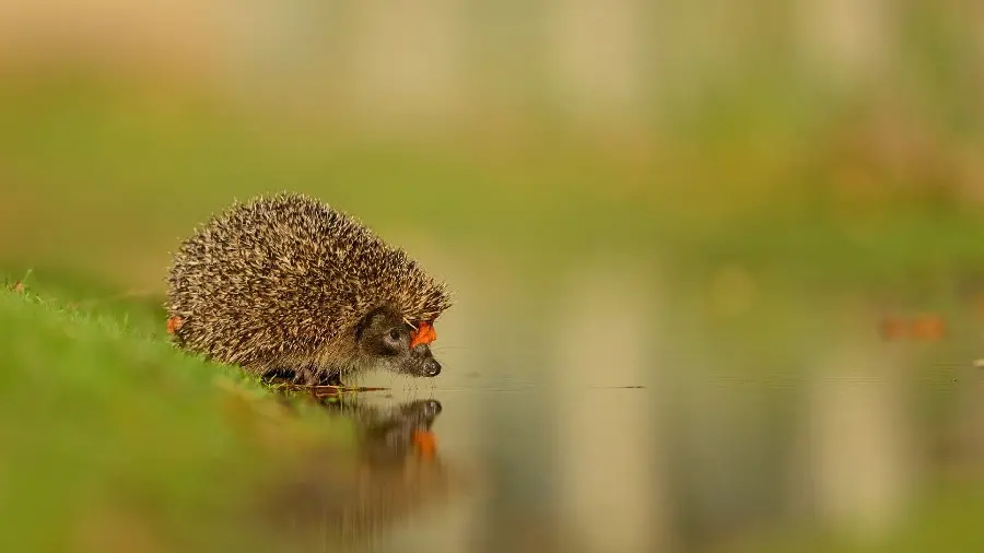 Interesting image of a hedgehog's profile in front of water for your computer background