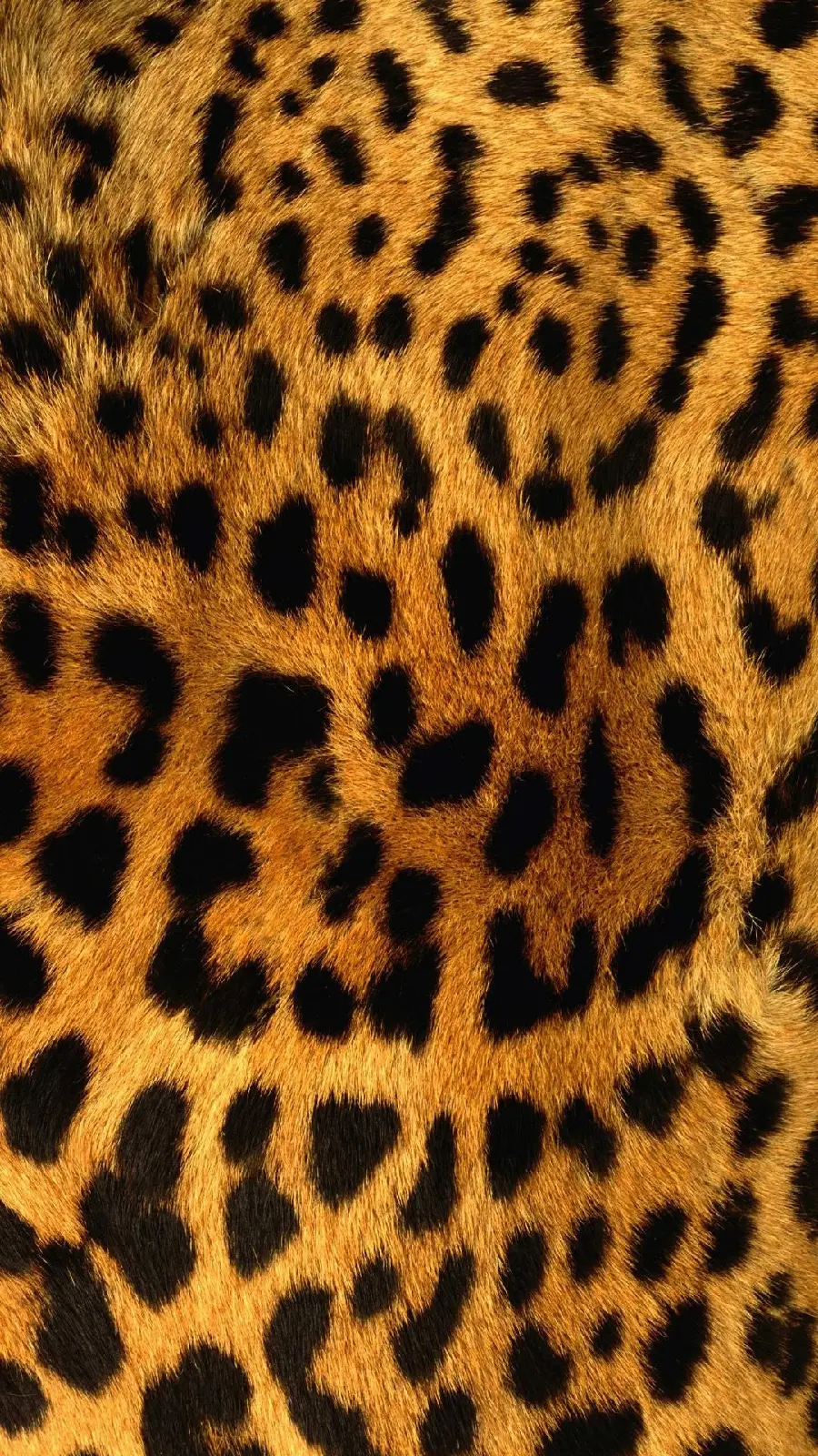 Beautiful photo of natural and real leopard skin in Full HD quality 