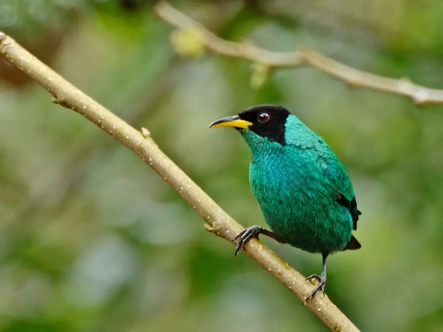 Beautiful crow-like wild bird profile for Whatsapp