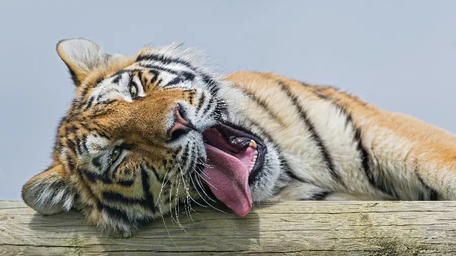 Unique and spectacular photo of a tiger with a pink tongue 