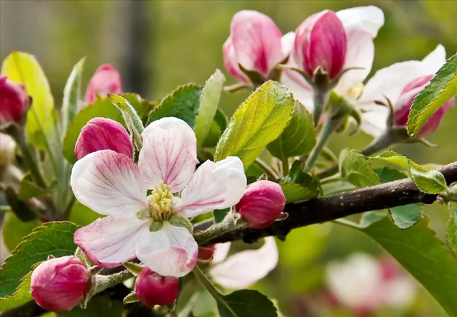 Profile photo of pink apple buds and white blossoms with a red halo