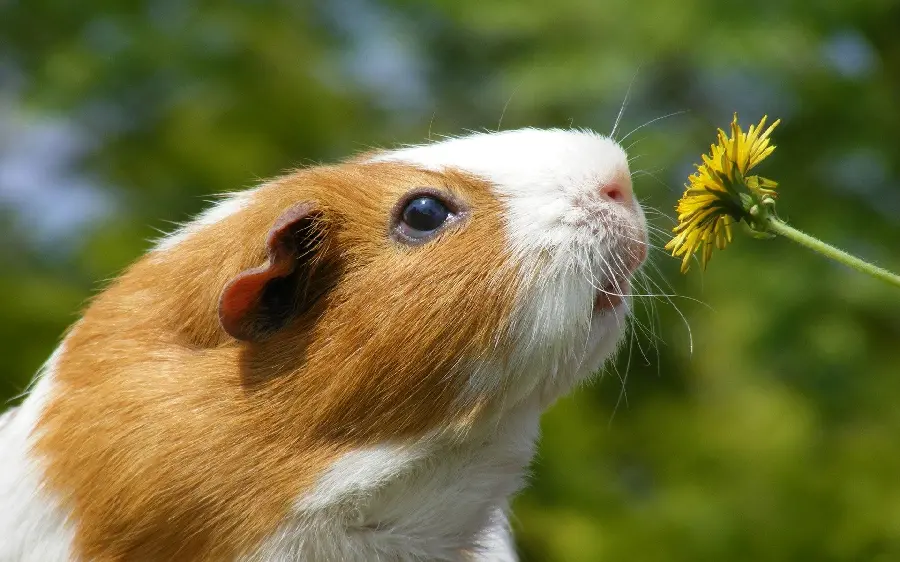 Download the very beautiful and cute wallpaper of a hamster smelling a flower