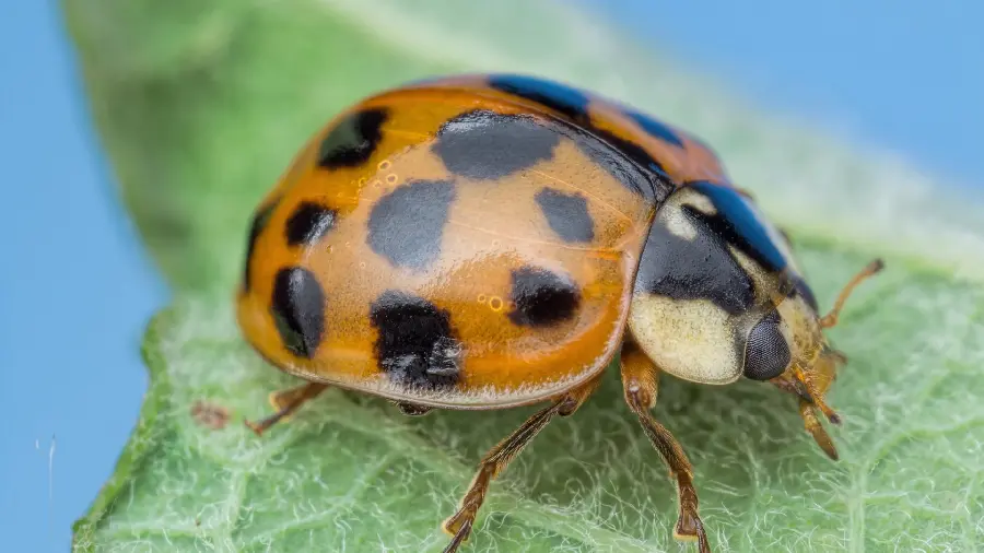Download a very beautiful and interesting wallpaper of a ladybug suitable for computer backgrounds