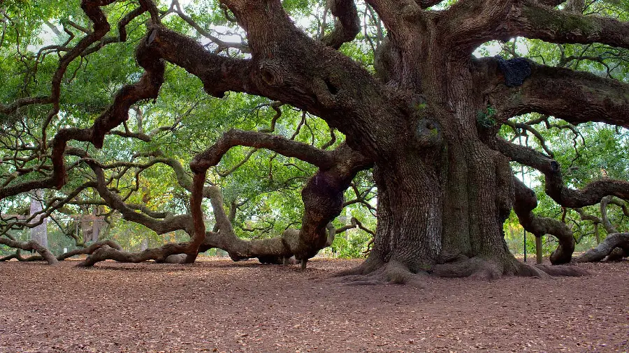 Download a very interesting picture of a hundred-year-old tree with excellent quality 