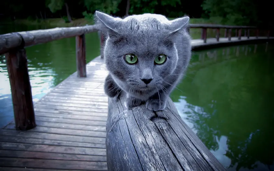 Amazing and spectacular wallpaper of a beautiful gray cat 