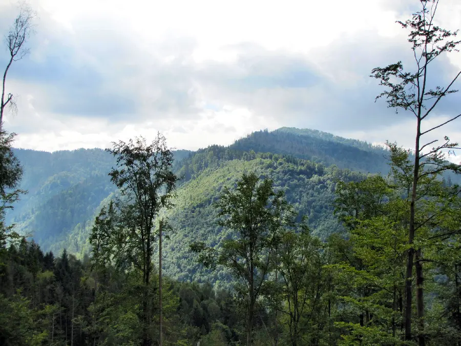 A delightful image of a lush forest with a blue sky for a computer background