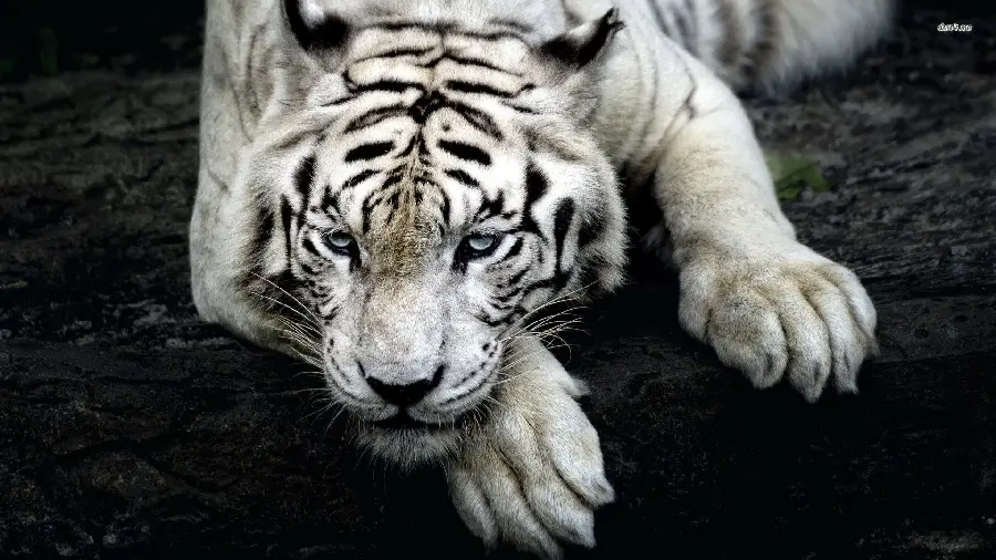 High quality wallpaper of a rare and ferocious white Bengal tiger
