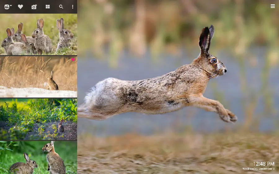 Giant Wild Rabbit Jumping Wallpaper