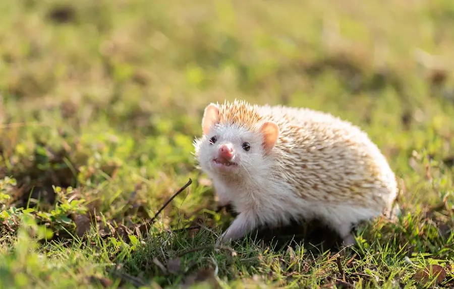 The best quality background of a strange white hedgehog
