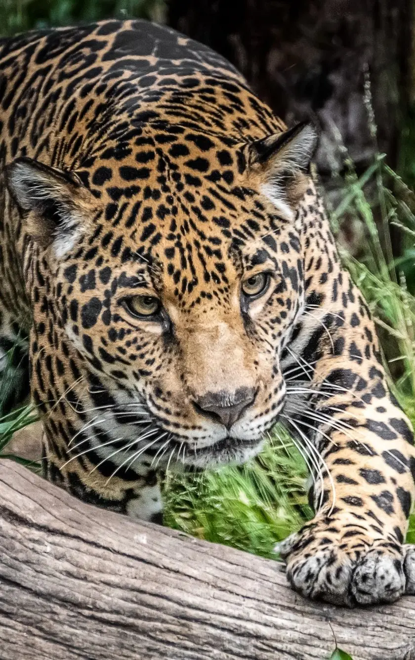 Iranian Jaguar Wallpaper in ambush for hunting with a calm appearance 