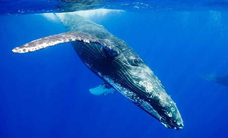 A very beautiful background of a large whale in the sea