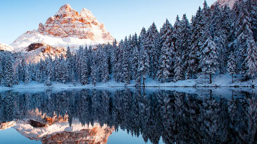 Download an attractive and beautiful background of snowy trees in winter 