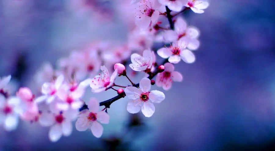 Download a very beautiful photo of peach blossoms in high quality