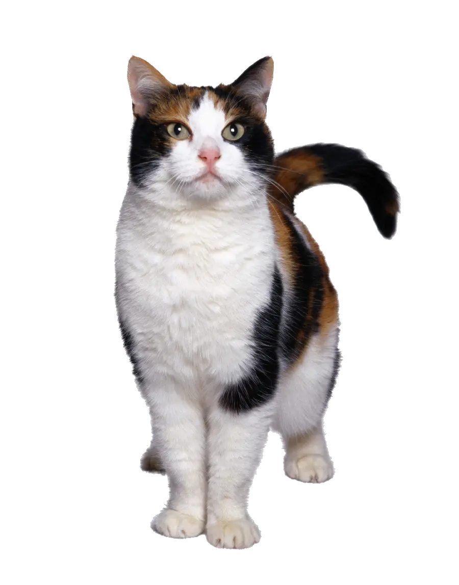 Download PNG image of a real cat cut out 