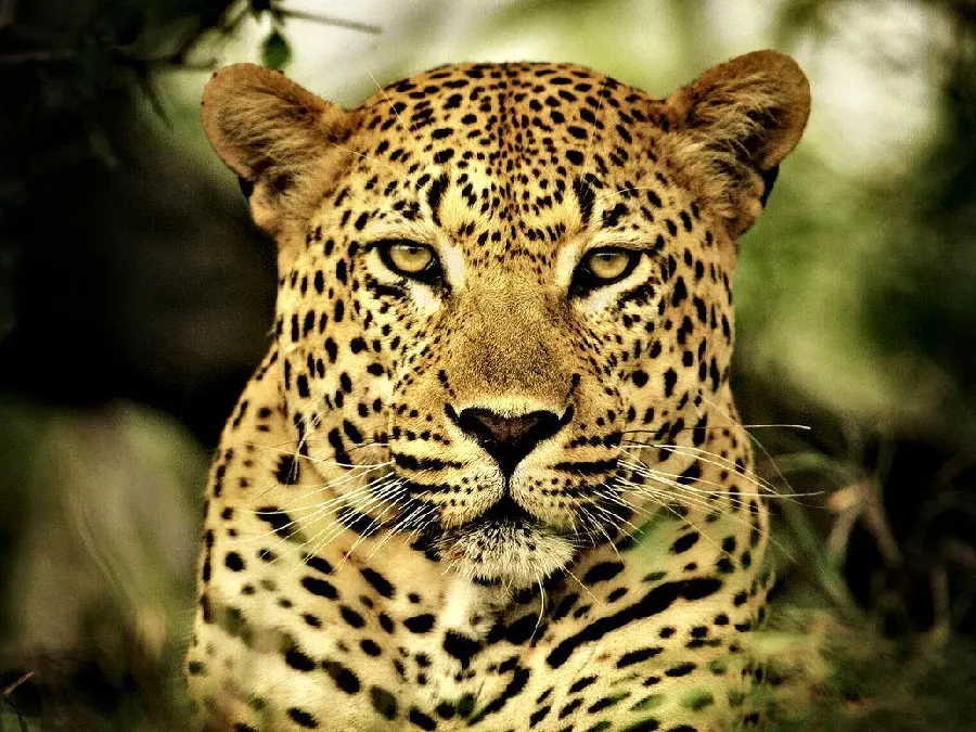 The simplest picture of a leopard from a close angle for profile and Story
