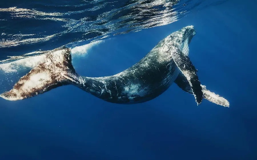 Extremely special background of a large whale in the deep sea