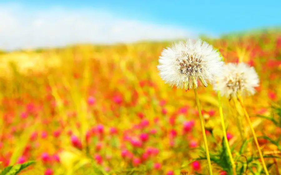 Lovely wallpaper of a plain full of colorful flowers with dandelions