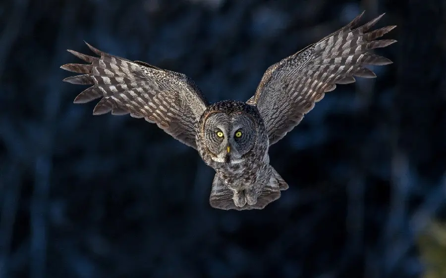 Download the most dangerous owl in the world for Instagram stories
