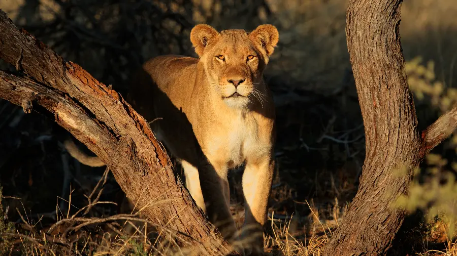 Photo Very beautiful and cute boyish wallpaper of a female lion behind a tree in high quality 