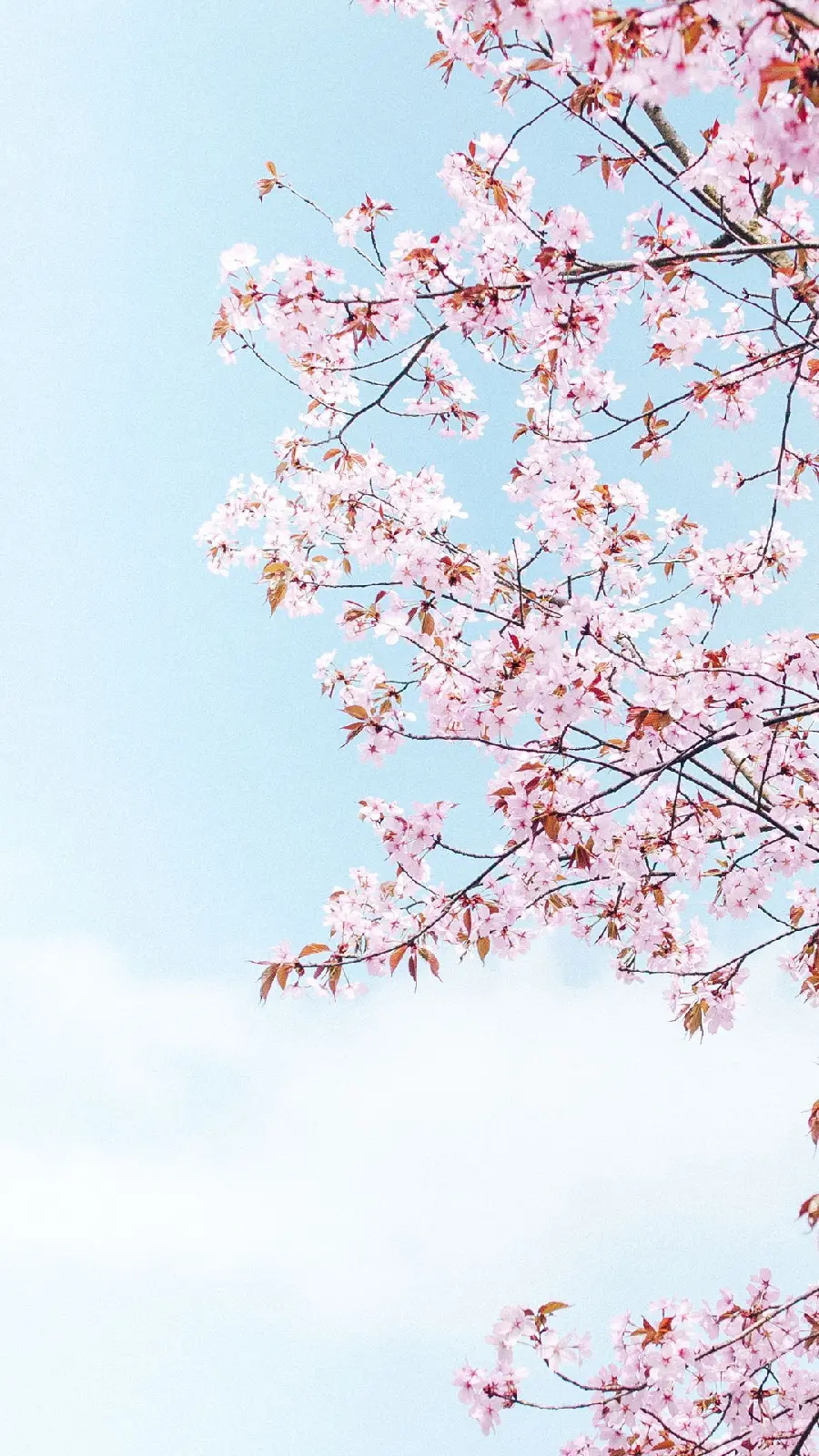 Unique and spectacular photo of beautiful blossoms