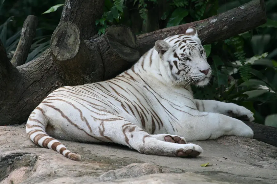 Download wallpaper of a wild white tiger with brown veins 