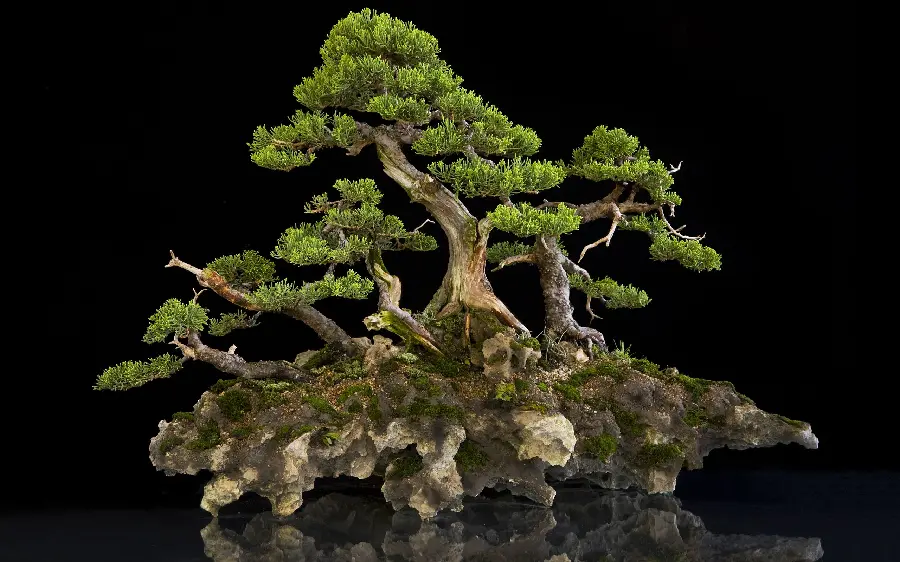  Attractive background of a bonsai tree with incredibly beautiful leaves 