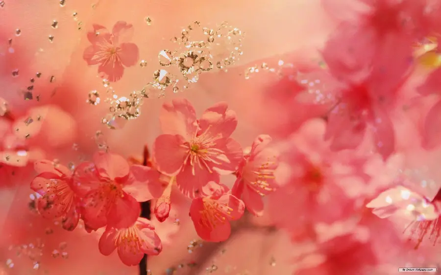 A very beautiful and spectacular photo of peach blossoms with excellent quality
