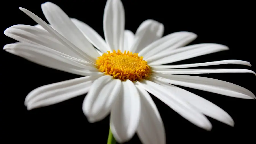 Amazing background and Interesting white flower for computer background