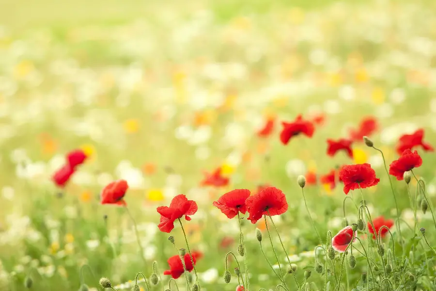 Background of red and romantic anemones in the summer desert with high quality full hd