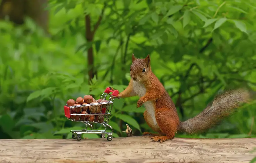 A very beautiful photo of a cute squirrel carrying hazelnuts 