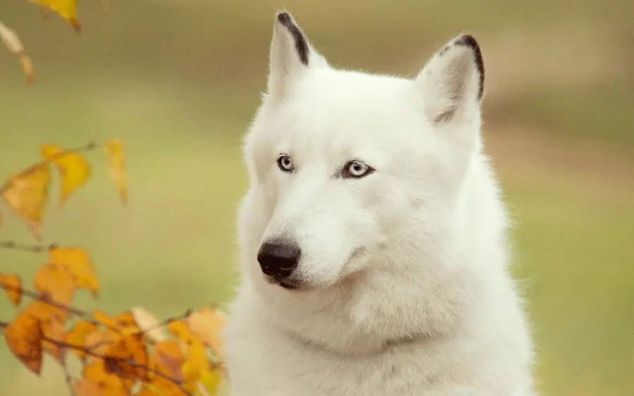  Amazing and spectacular image of a white and incredibly beautiful husky 