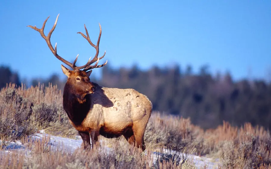 Amazing and interesting picture of a deer with long horns 