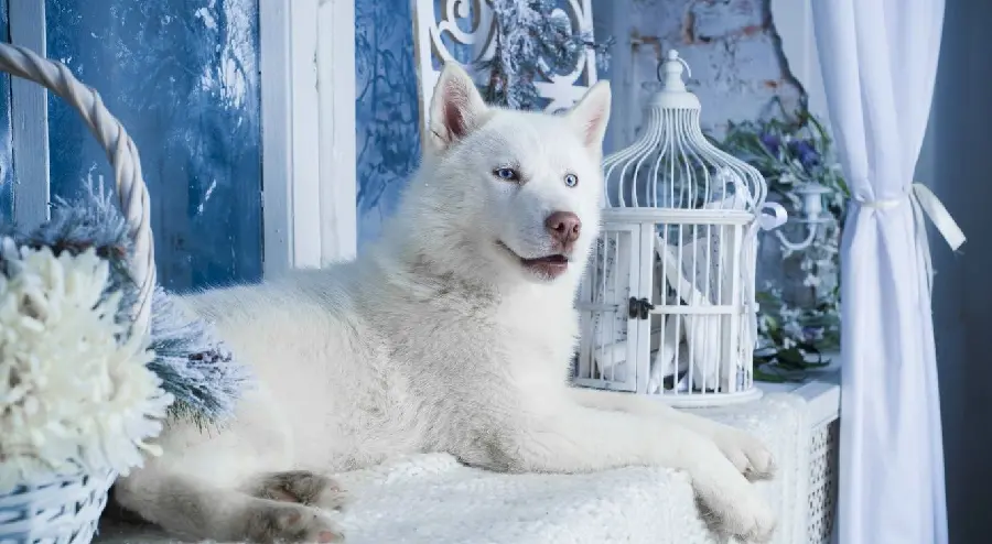  Super beautiful wallpaper of a large white husky on a windowsill 