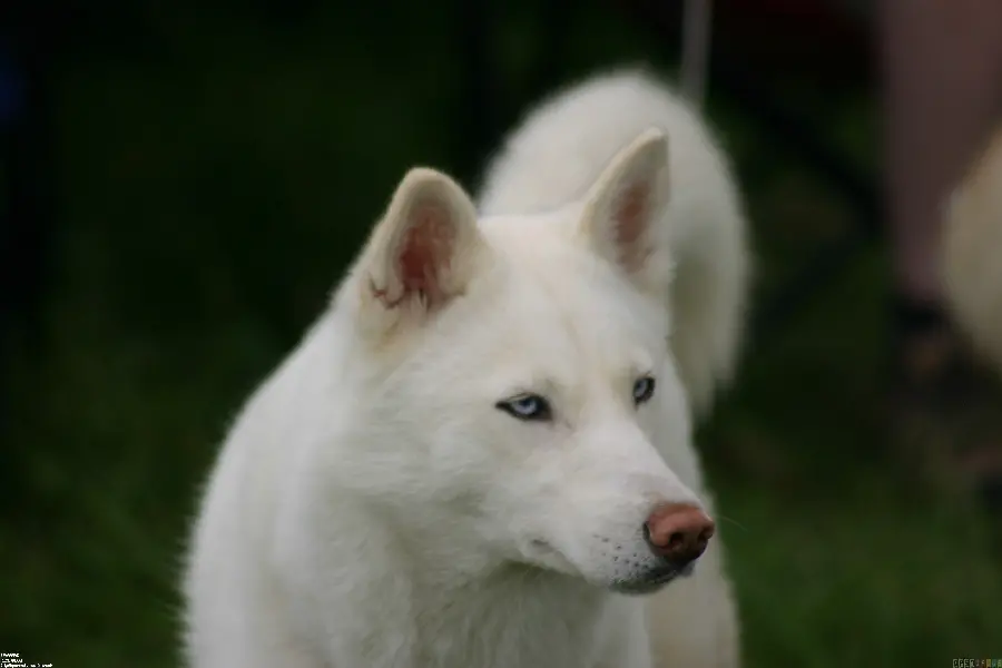  Amazing wallpaper of a beautiful white husky with blue eyes and unique 