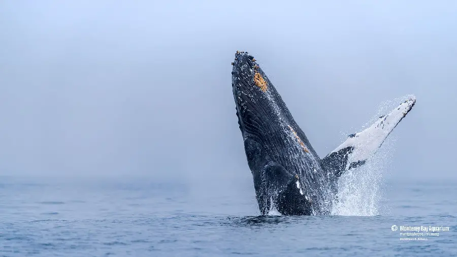 Incredibly beautiful photo of a large whale's mouth with big teeth 