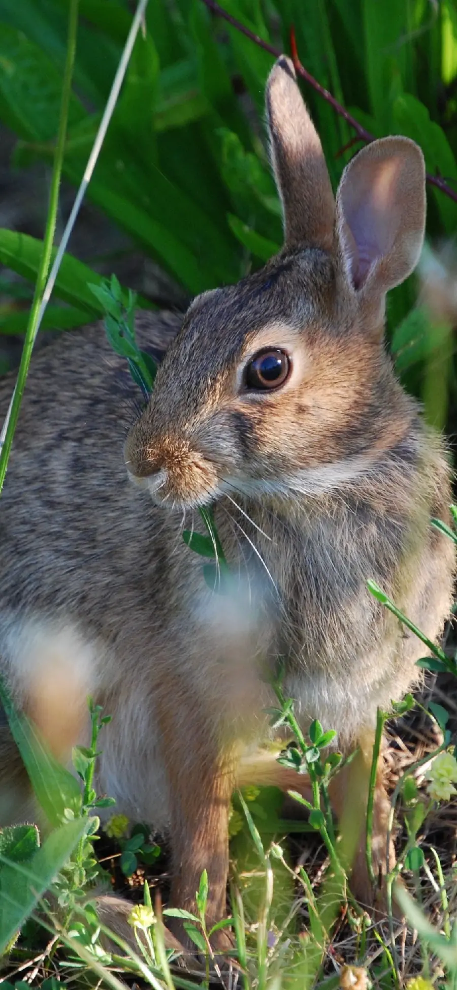 A special and full HD wallpaper of a large wild rabbit