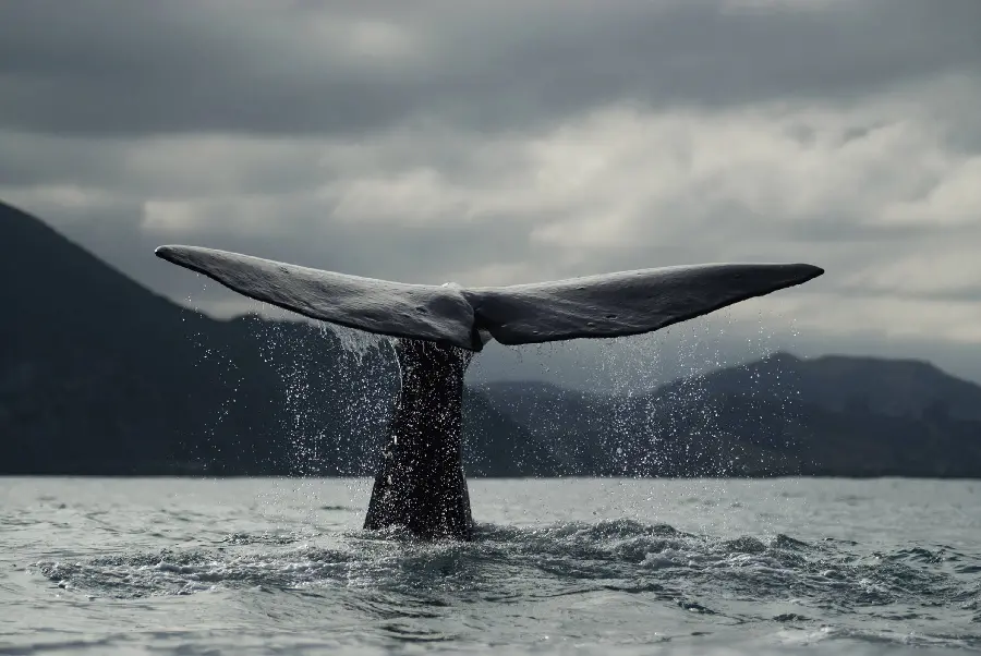 A very beautiful wallpaper of a whale's tail in a beautiful lake
