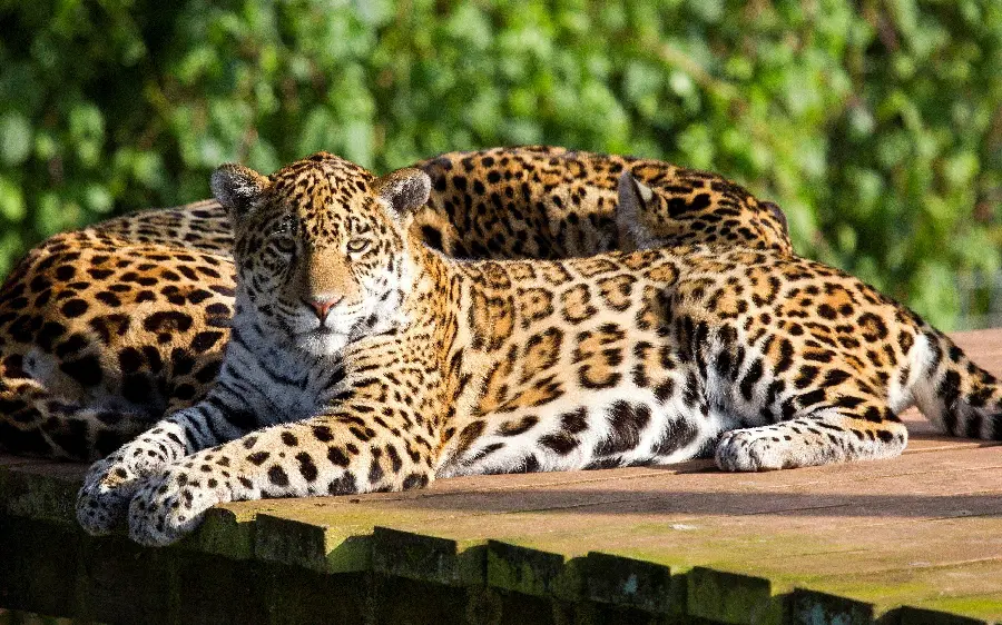 The latest stock of two leopards lying side by side in a green place