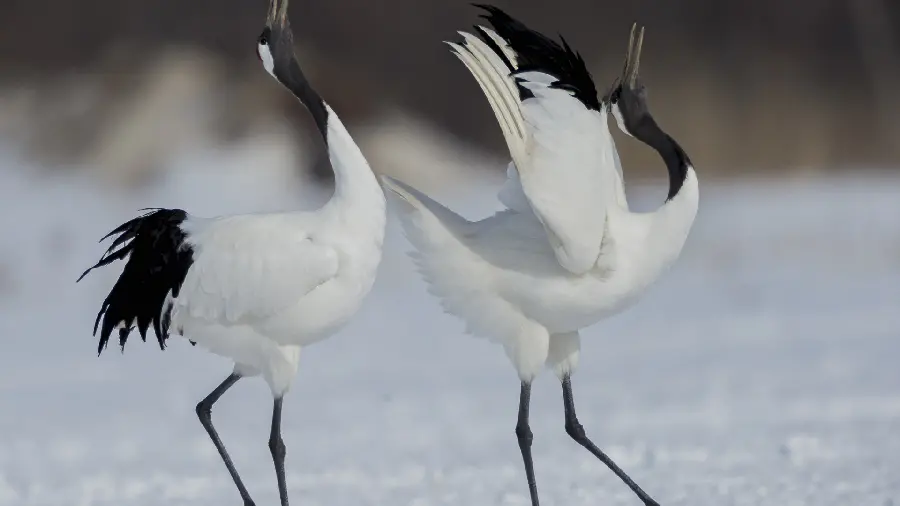 Get Wallpaper of two beautiful white birds in snowy winter