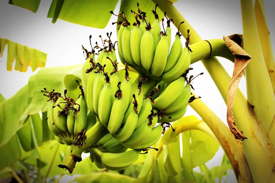 The cutest yellow background of ripe and golden bananas