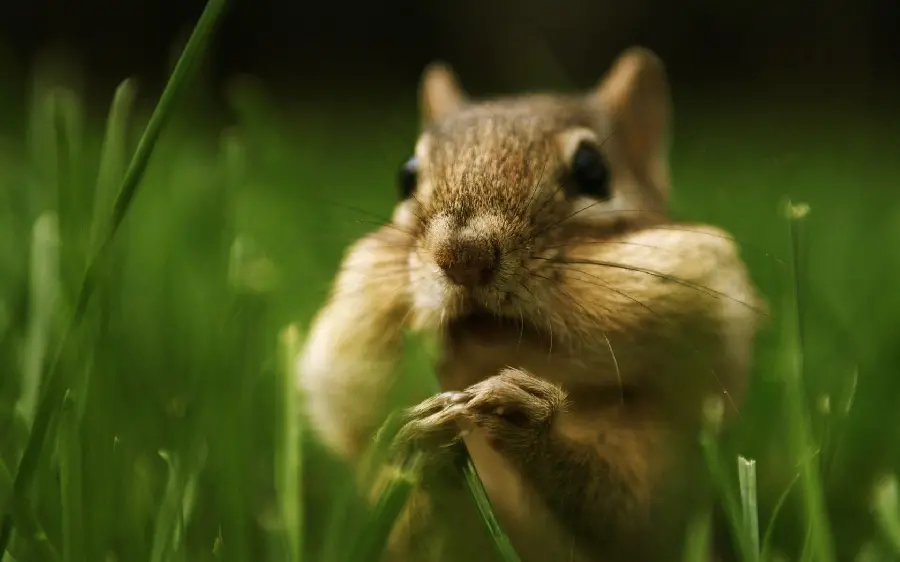Download a very interesting and cute picture of a beautiful squirrel with black eyes