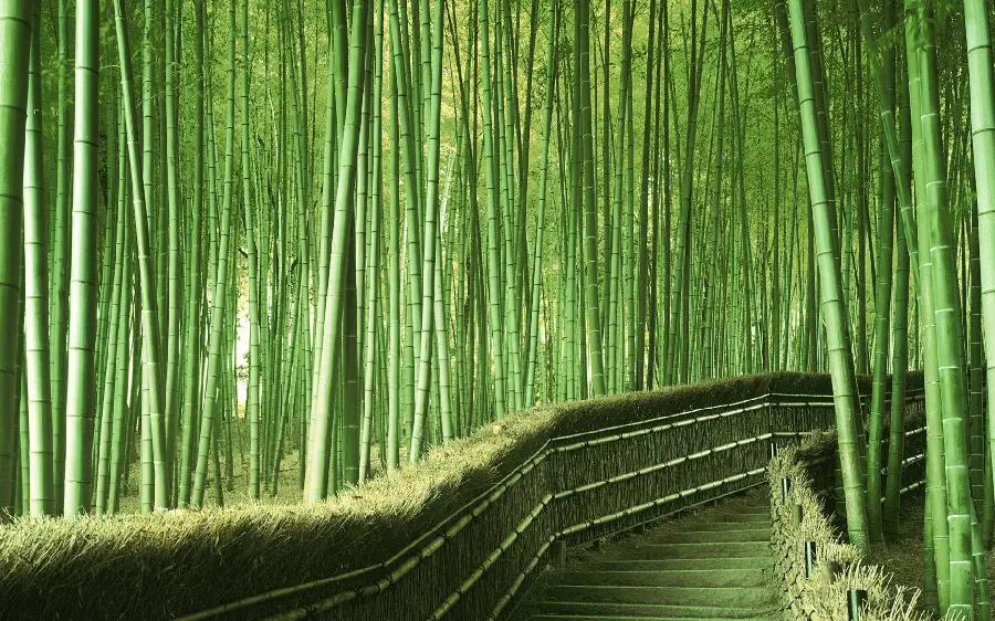 Download photo of a dreamy path through dense bamboo forests