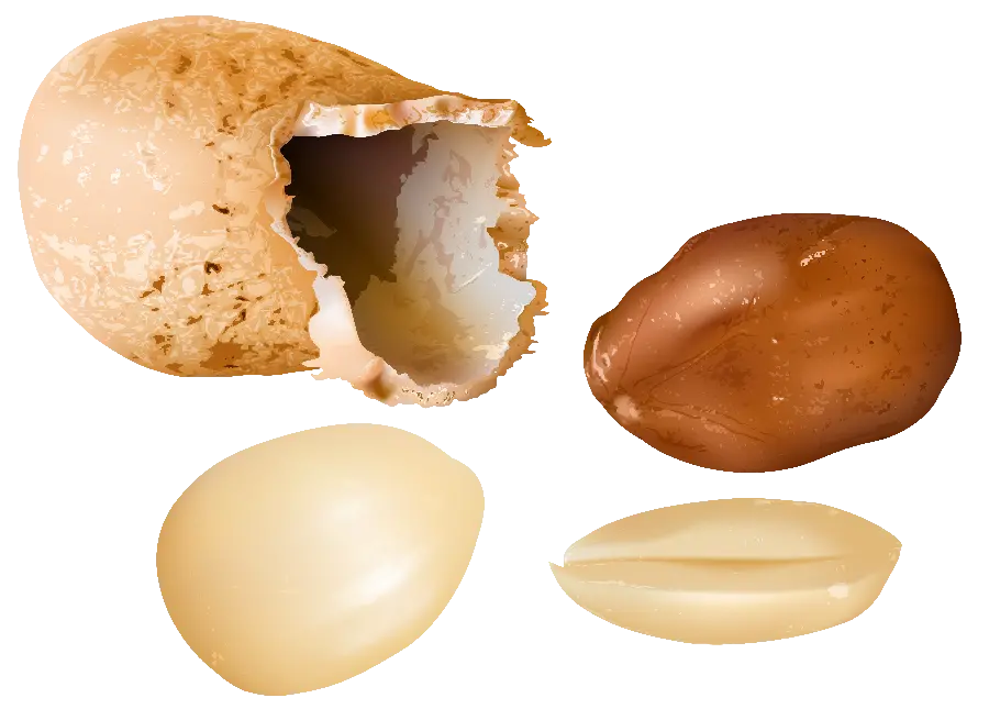 Most popular png image of peanuts with pods and skins
