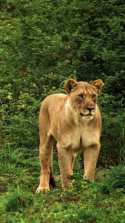 Download 35 Full HD Lioness Wallpapers for iPhone and Samsung