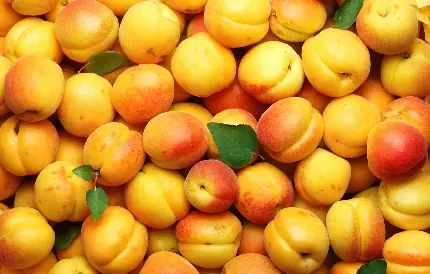 Download High-Quality Photos of Delicious Apricot Fruit